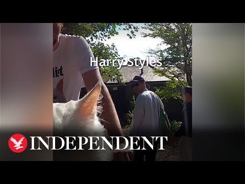 Cycling cat spots Harry Styles and Taylor Russell on Hampstead Heath
