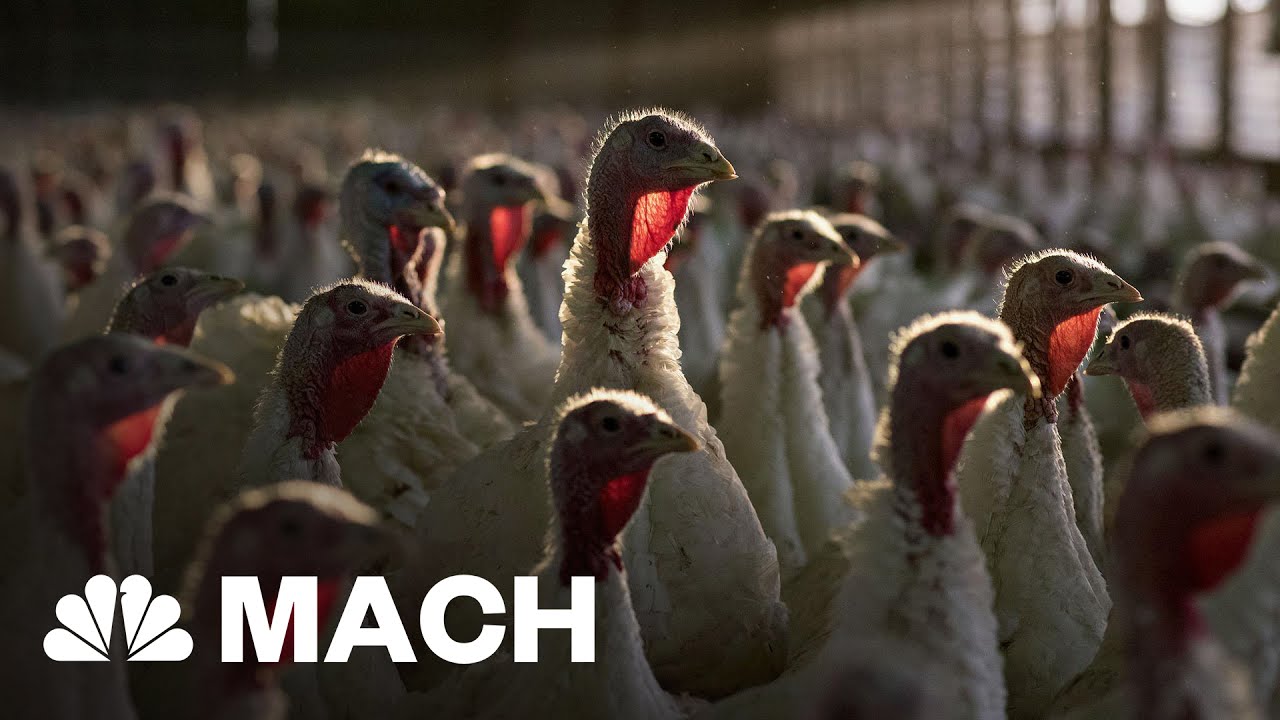 The Turkey Wishbone: From Dinosaur Holdover To Thanksgiving Leftover | Mach | NBC News