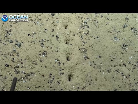 NOAA Okeanos Explorer July 23 2022 -  Mystery trails on the ocean floor!