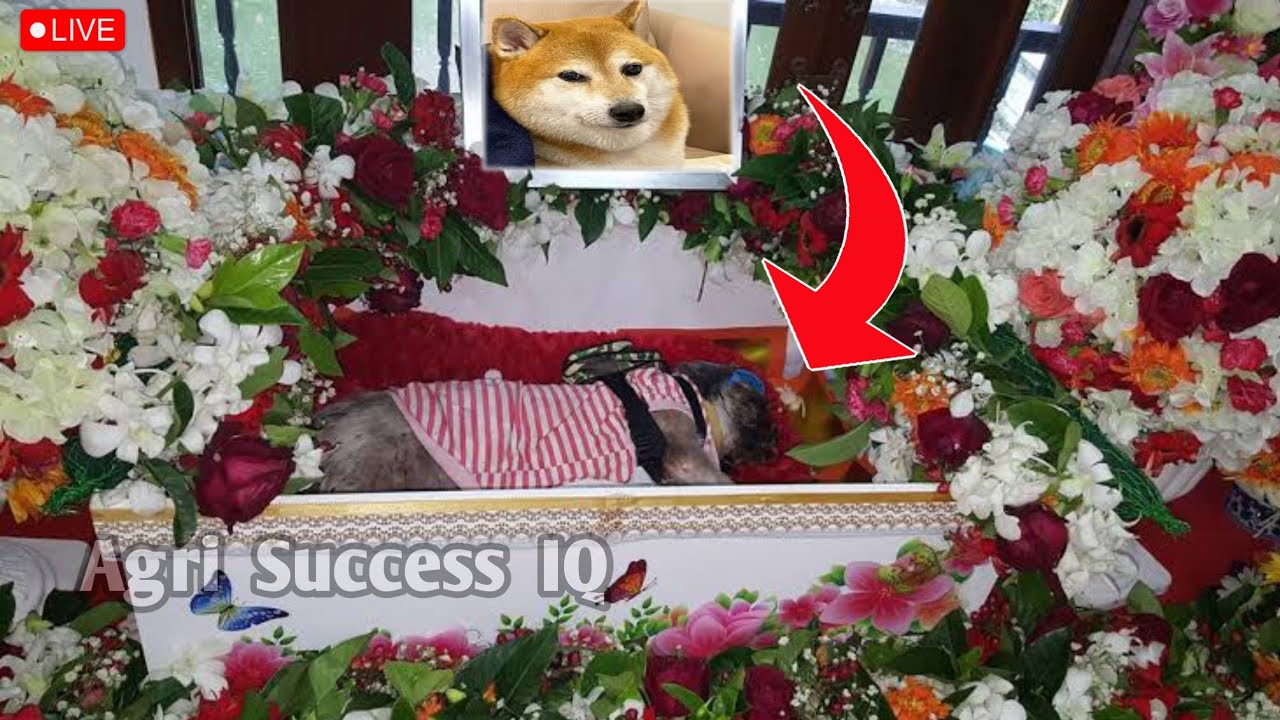 Cheems Balltze Death News| Cheems balltze dog | Cheems balltze dog passed away| Cheems balltze god