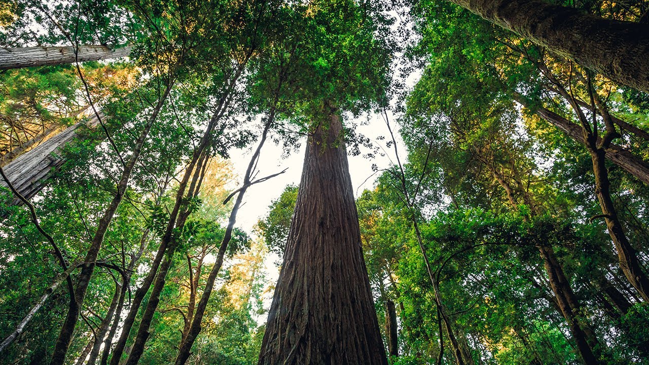 Visitors to world's tallest tree named Hyperion can face $5K fines and up to 6 months in jail | ABC7