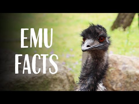 Emu Facts with Keeper Ally at Taronga Western Plains Zoo