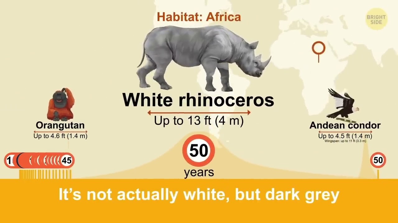 The Shortest and Longest Lifespans of Animals