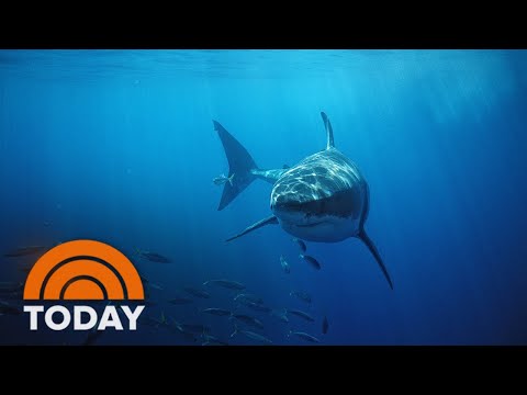 Florida Teen Seriously Injured In Shark Attack