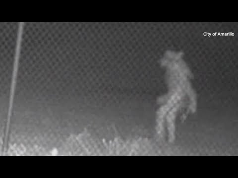 Check This Out: Bizarre figure caught on Amarillo, Texas, Zoo's security camera