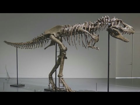 76 million-year-old Gorgosaurus skeleton to be auctioned
