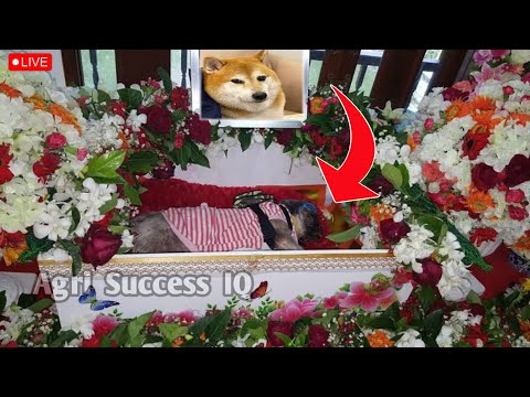 Cheems Balltze Death News| Cheems balltze dog | Cheems balltze dog passed away| Cheems balltze god