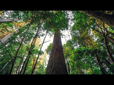 Visitors to world's tallest tree named Hyperion can face $5K fines and up to 6 months in jail | ABC7