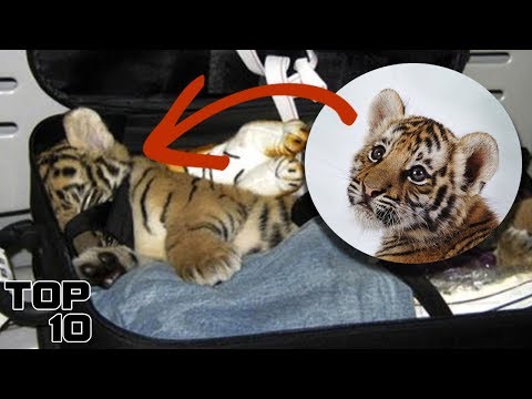 Top 10 INSANE Items Convicts Smuggled Into Prison