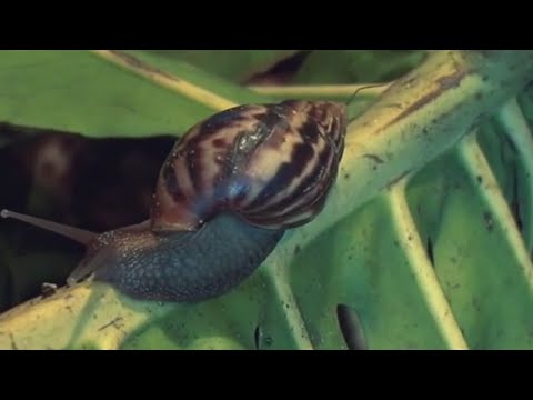 Giant African land snail found in Pasco County