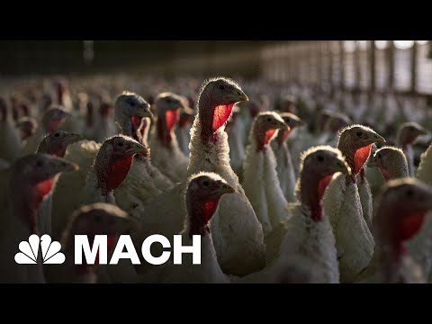 The Turkey Wishbone: From Dinosaur Holdover To Thanksgiving Leftover | Mach | NBC News