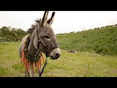 Eo – trailer | IFFR 2023