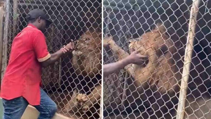 Visitors stunned after zoo attendant’s finger bitten off by lion at Jamaica Zoo